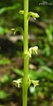 Platanthera unalascensis flowers