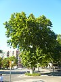 Català: Plàtans de la carretera de Mataró. c. Pere IV / Prim. Sant Martí (Barcelona). ca:Platanus X hispanica. This is a a photo of a protected or outstanding tree in Catalonia, Spain, with id: MA-080193/0008-10-93 Object location 41° 25′ 07″ N, 2° 12′ 33.53″ E  View all coordinates using: OpenStreetMap