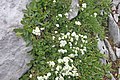 svízel (Galium sp.)