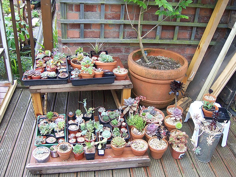 File:Plants insanity (5804078256).jpg