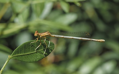 Platycnemis latipes, female.