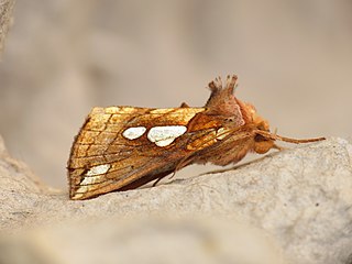 <i>Plusia putnami</i> Species of moth