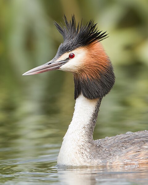 File:Podiceps cristatus 2 - Lake Dulverton (cropped).jpg