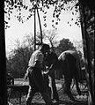 Podkovanje konja, kovač Pucelj, Martinja vas 1951 (3).jpg