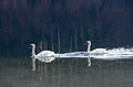 English: Pair of swans Deutsch: Schwanenpaar