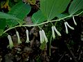 Polygonatum multiflorum