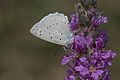 Polyommatus daphnis Meleager's Blue Çokgözlü Dafnis