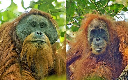 Adult male (left) and female Tapanuli orangutans