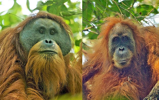 Adult male (left) and female Tapanuli orangutans