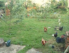 Rescue hens (red) and point-of-lay hens (dark) co-exist in a private orchard. Poolfield orchard.jpg