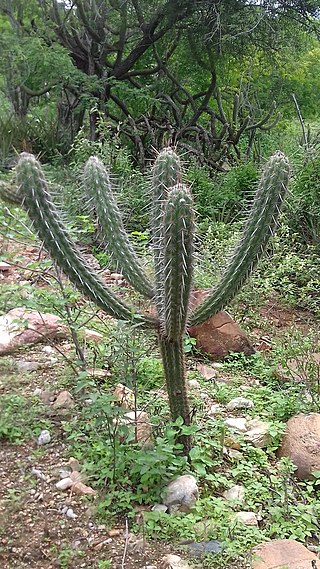 <i>Pilosocereus polygonus</i> Species of cactus