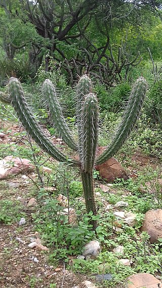 <i>Pilosocereus polygonus</i>