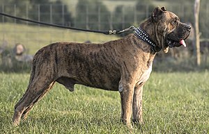 a heavy-jawed dog with brindle fawn coat