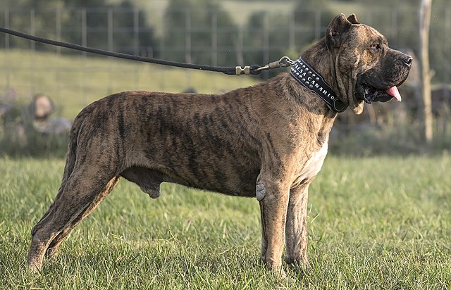 FILA BRASILEIRO VS MASTIN NAPOLITANO- QUEM VENÇE? 