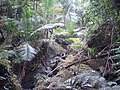 P. montana on the banks of a creek, El Yunque