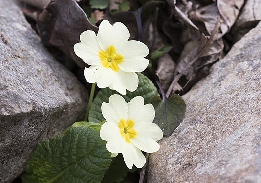 Common primrose