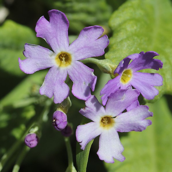 File:Primula farinosa subsp. modesta (flower and bud).jpg