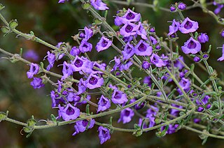 <i>Prostanthera hirtula</i> Species of flowering plant