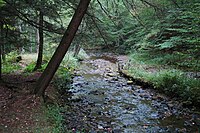 A rock-filled narrow stream flows through a forest