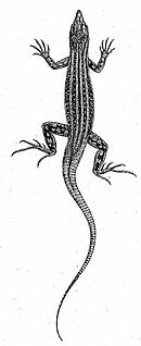 <i>Pseuderemias smithii</i> species of reptile