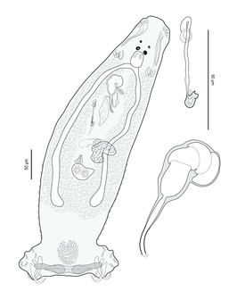 Pseudorhabdosynochus maaensis