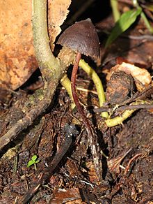 Psilocybe fagicola 173476.jpg