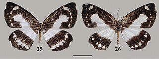 <i>Psychostrophia endoi</i> Species of moth