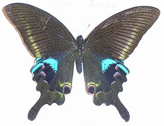 <i>Papilio arcturus</i> Species of butterfly