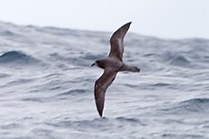 Providence Petrel (Pterodroma solandri), East of the Tasman Peninsula, Tasmania, Australia