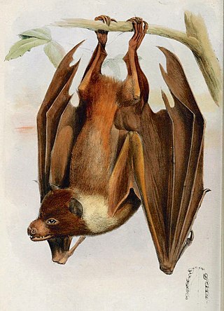 <i>Pteropus pelagicus</i> Species of bat