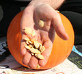 Miniatura para Pepita de calabaza