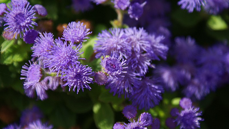 File:Purple Flowers (3905027509).jpg