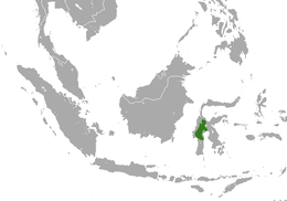 Área de distribución de Tarsius pumilus.