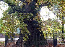 Quercus robur JPG (a).jpg
