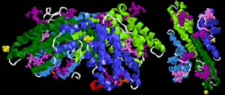 The crystal structure of R-phycoerythrin from red algae Gracilaria chilensis (PDB ID: 1EYX ) - basic oligomer (abg)2 (so called asymmetric unit). It contains phycocyanobilin, biliverdine IX alpha, phycourobilin, N-methyl asparagine, SO4. One fragment of g chain is red, second one white because it is not considered as alpha helix despite identical aminoacid sequence. R-phycoerythrin 1EYX 1 of 2.gif