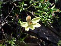 Thelymitra antennifera