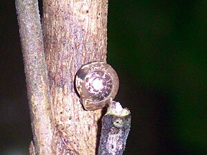 Rainforest Snail Main Creek Dungog.JPG