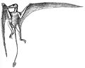 Ramphorhynchus reconstruction Zittel 1882.jpg