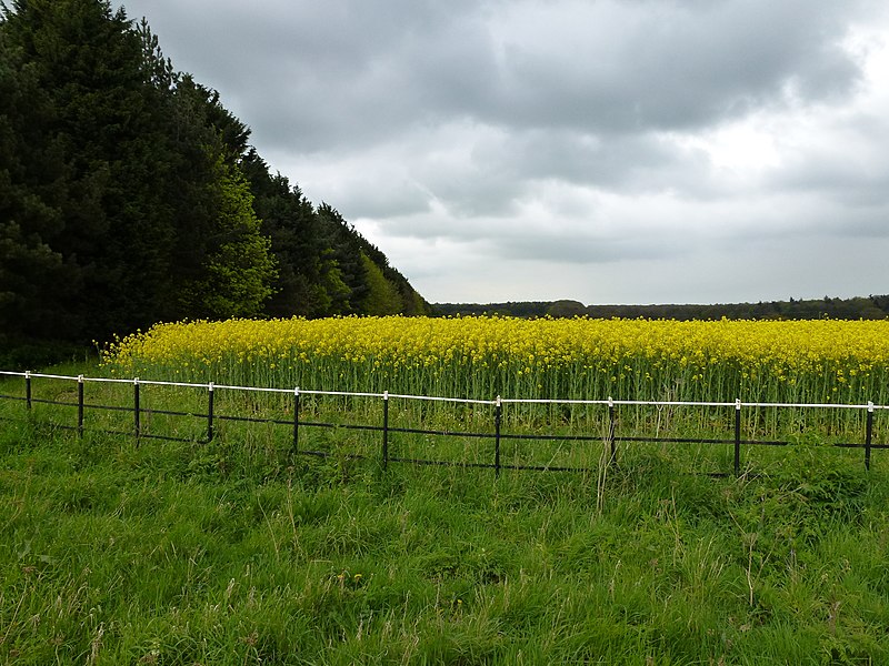 File:Rape and railings in Norfolk - geograph.org.uk - 2935316.jpg