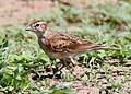 Red-capped lark, Calandrella cinerea, at Mapungubwe National Park, Limpopo, South Africa (23514690044).jpg