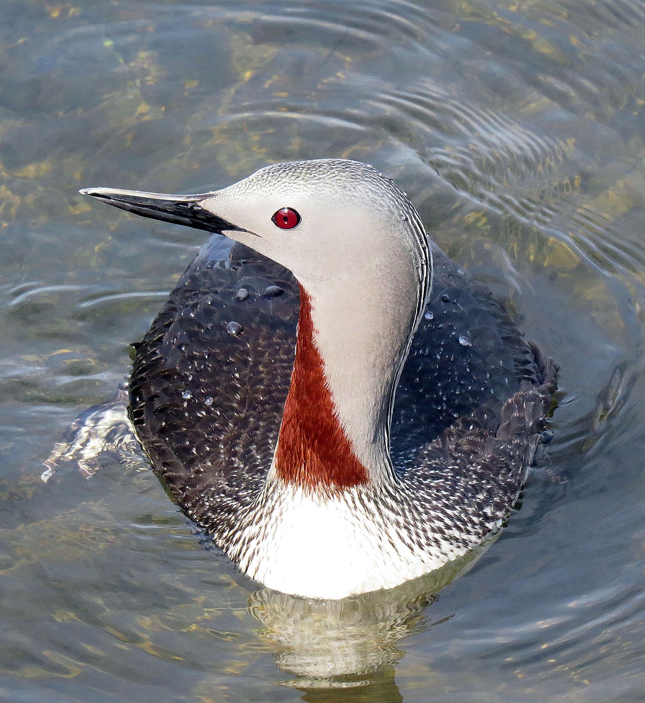 Red-throated Loon (Gavia stellata) - Summer plumage breeding adult2.jpg