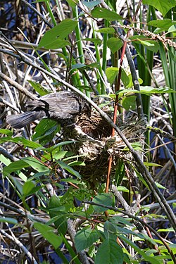 Red-winged Blackbird (Agelaius phoeniceus) Feeding their Chick