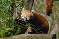 Red Panda (16918652322).jpg