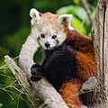 Red Panda (17171063258).jpg