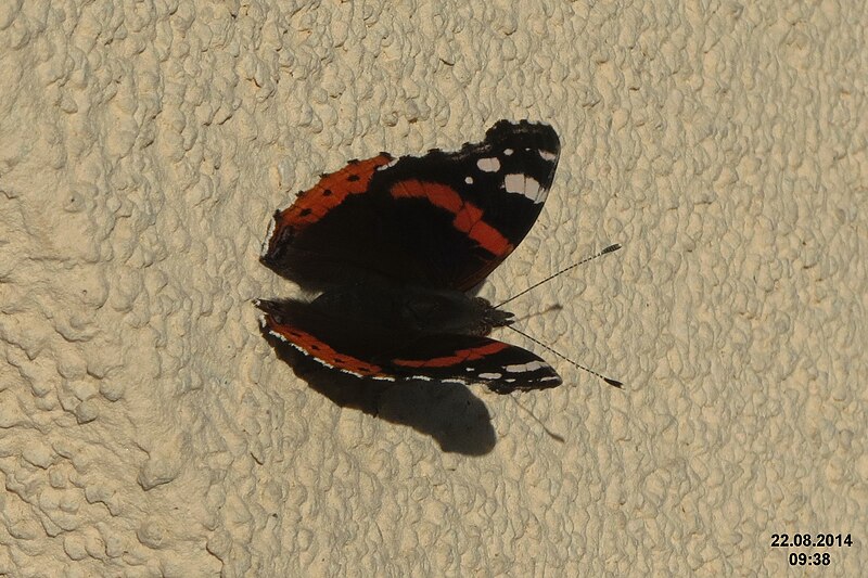 File:Red admiral (NH266) (15809205350).jpg