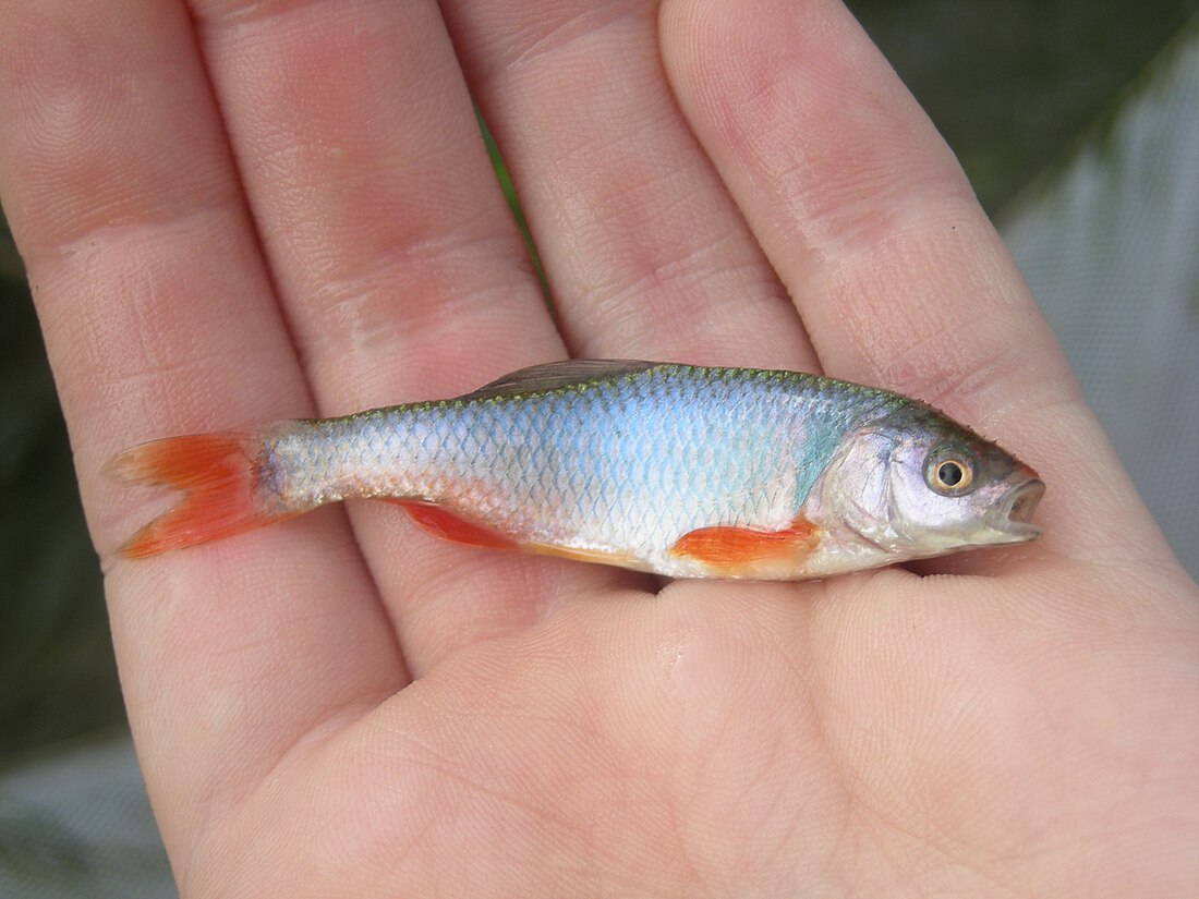 File:Red shiner.JPG