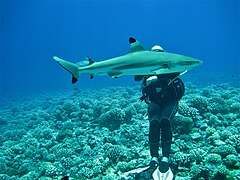 Requin pointe noire passant devant un plongeur à Moorea.jpg