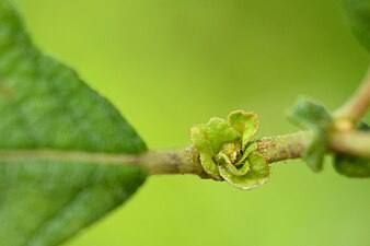 Rhabdophaga rosariella on Salix cfr aurita