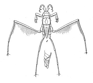 <i>Rheumatobates rileyi</i> Species of true bug