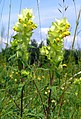 Rhinanthus alectorolophus Germany - Nördlinger Ries